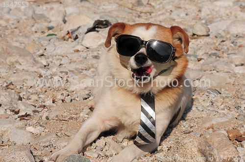 Image of Funny puppy in sunglasses