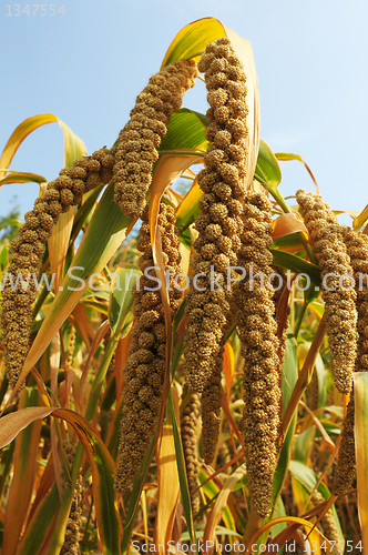 Image of Millet fields