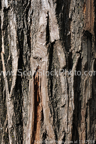 Image of Tree bark