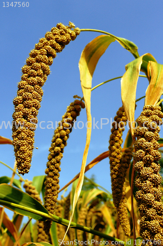 Image of Millet fields