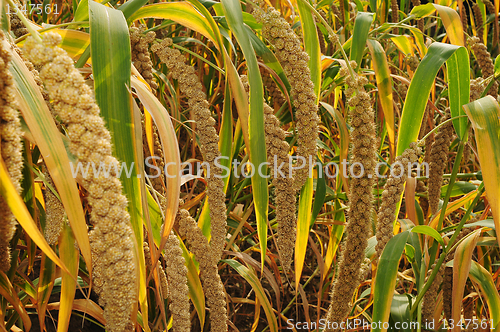 Image of Millet fields