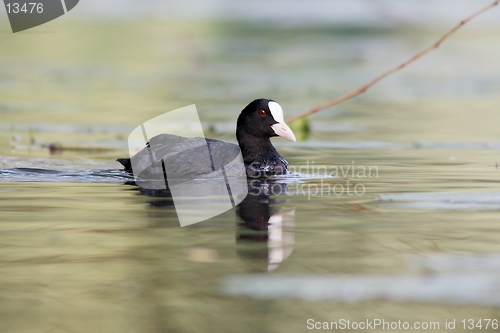 Image of Coot in the water