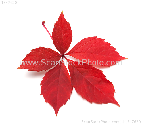 Image of Red autumn virginia creeper leaves
