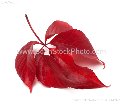 Image of Red autumn virginia creeper leaves