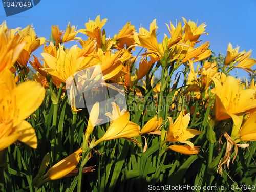 Image of beautiful yellow flowers 