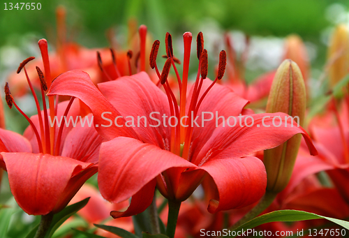 Image of beautiful red lily