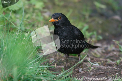 Image of Blackbird grounded