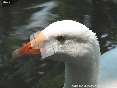 Image of duck