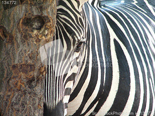 Image of zebra