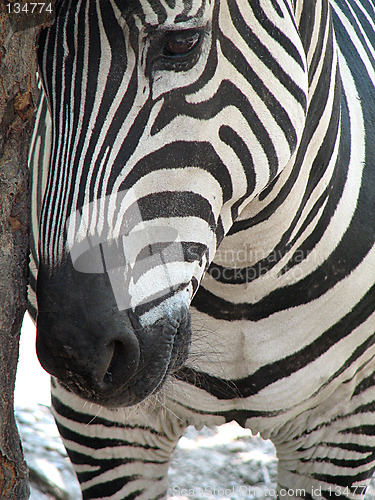 Image of zebra