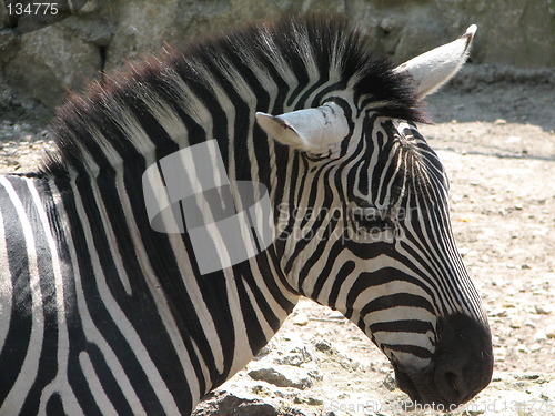 Image of zebra