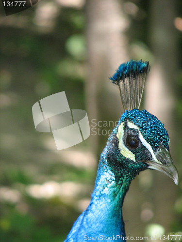 Image of peacock