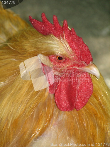 Image of hen