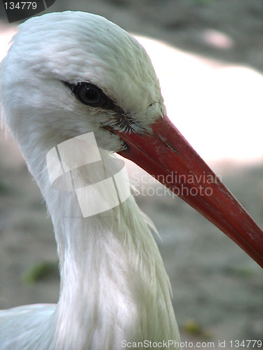 Image of stork