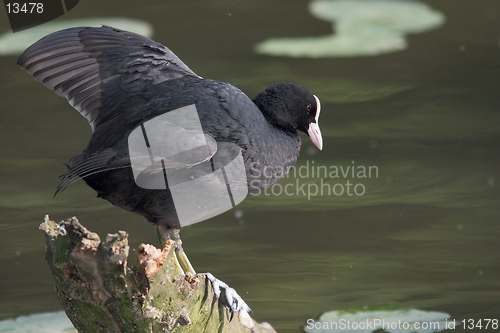 Image of Coot on stump