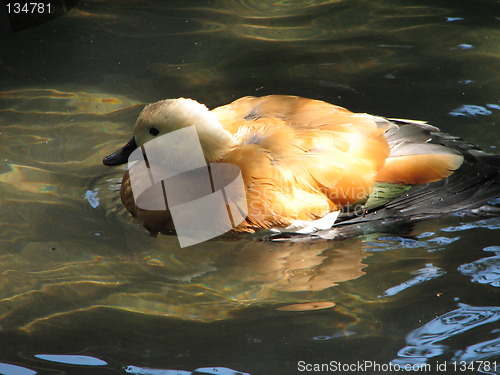 Image of duck