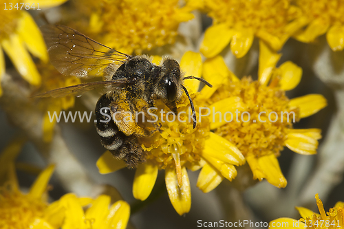 Image of Apis Mellifica