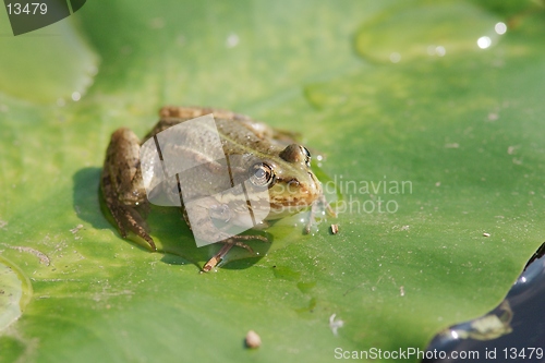 Image of Pool frog