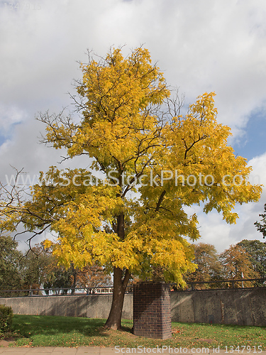 Image of A tree