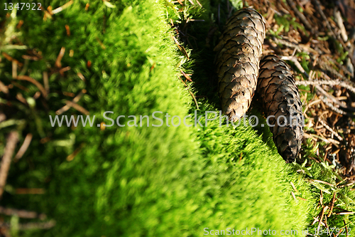 Image of Cones