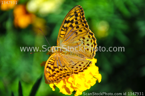 Image of High brown fritillary (Fabriciana adippe)