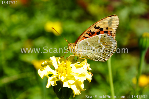 Image of High brown fritillary