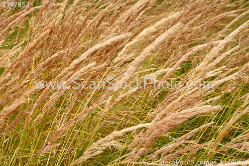 Image of Wild cereal texture
