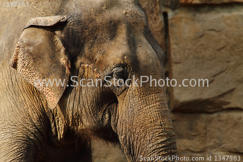Image of elephant head