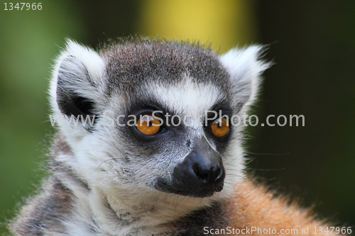 Image of lemur monkey