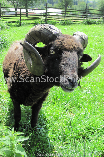 Image of black mouflon