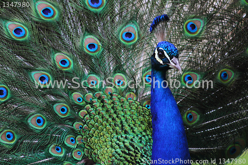 Image of peacock