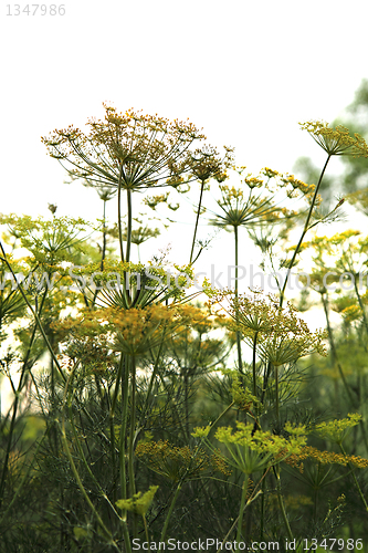 Image of green dill