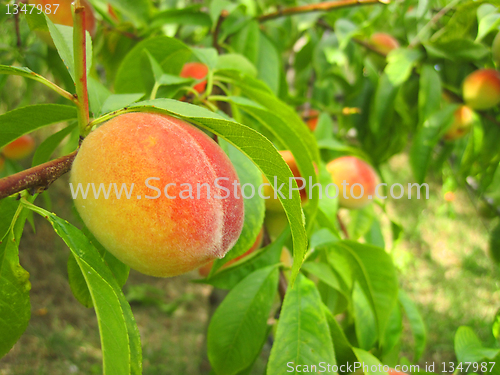 Image of fresh peaches