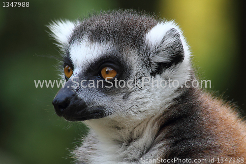 Image of lemur monkey