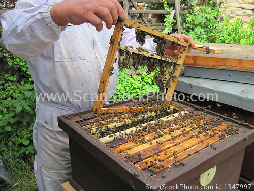 Image of beekeeping in the small czech farm 