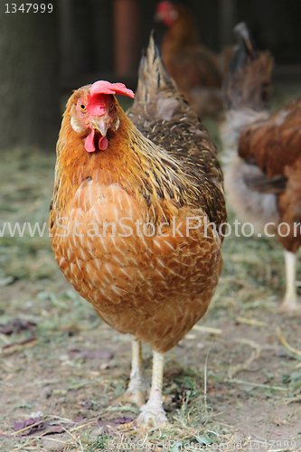Image of young chicken