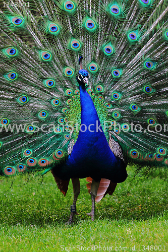Image of peacock