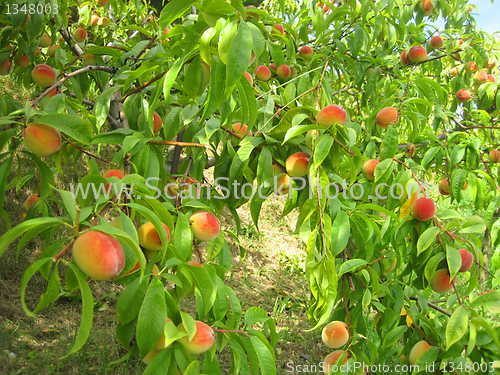 Image of fresh peaches