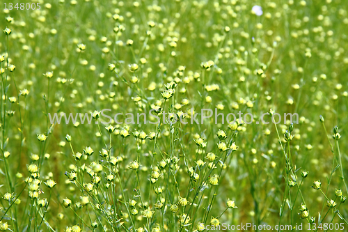 Image of flax field 