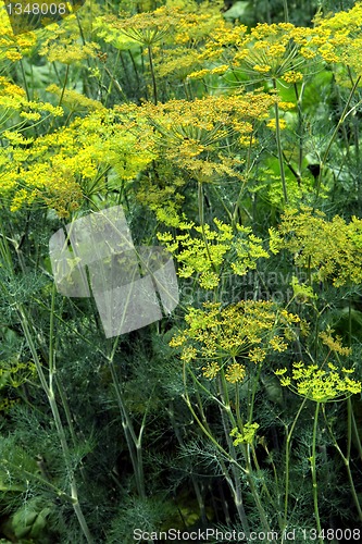 Image of green dill