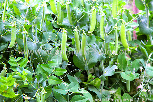 Image of nice green pea 