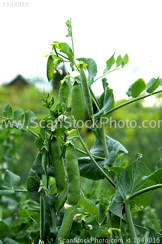 Image of nice green pea 