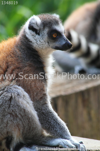 Image of lemur monkey