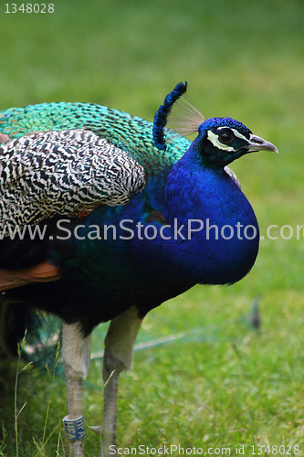 Image of peacock