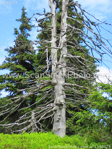 Image of old tree 