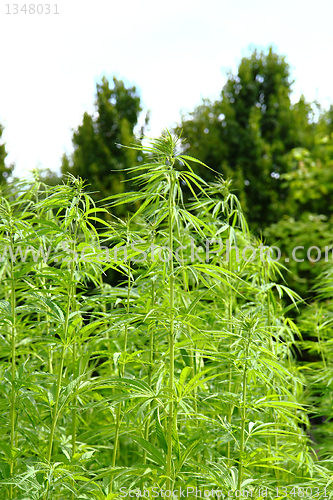 Image of marijuana field