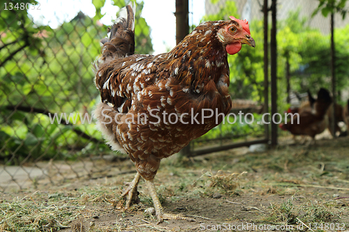 Image of young chicken