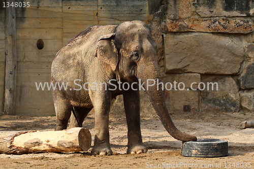 Image of elephant