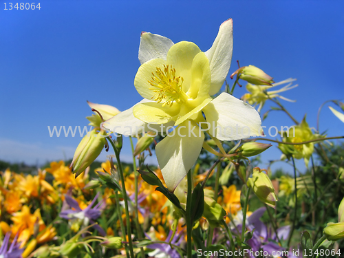 Image of beautiful flower (aquilegia) on sunny garden