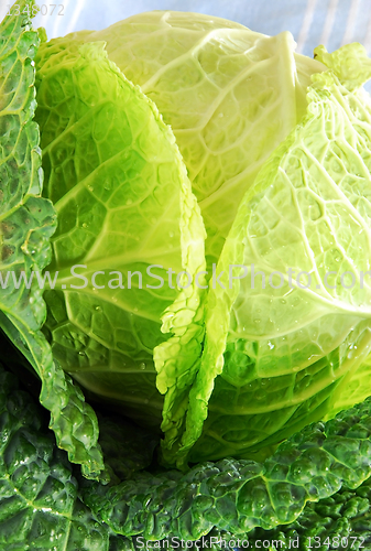 Image of Savoy cabbage